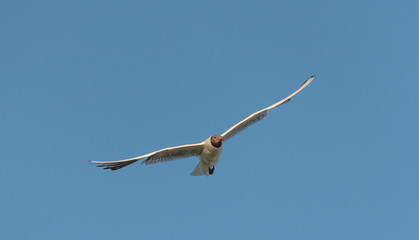 Seagull