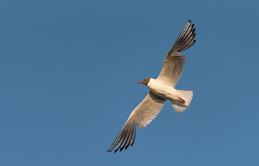 Seagull