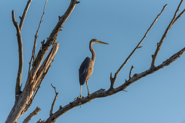 Heron in sunrise