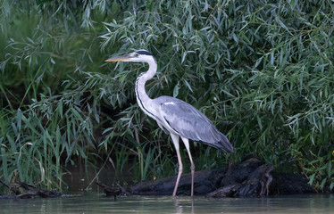 Heron