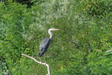 Heron