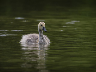 Cute baby goose on water