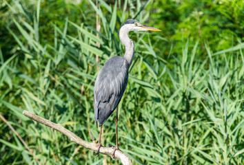 Heron