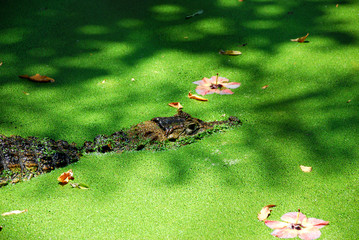 Underwater hidden alligator, Brazilian amazon