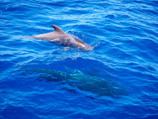 Pilot whale (Globicephala melas) free in open sea water in tenerife (spain)