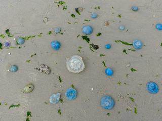 swarms of washed up jellyfish top view