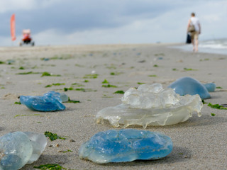 colourful varieties of jellyfish washed ashore on Dutch coast