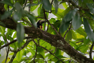 A colourful toucan named „Collared aracari“ (Pteroglossus torquatus) sits on a branch in the very dense, green jungle of Central America.
