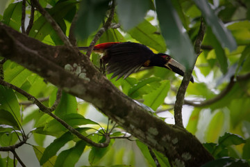 Collared aracari (Pteroglossus torquatus) lifes in the jungle of Central America in small flocks, consisting of 6-15 in average. They are then moving though the forest in a rapid direct flight.