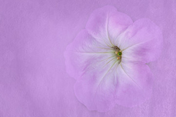 Obraz premium Purple wild flower painting, with space for text