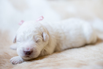 Close-up Portrait of one week old maremma puppy sleeping on the cow's fur. Sweet white pup looks like a bear