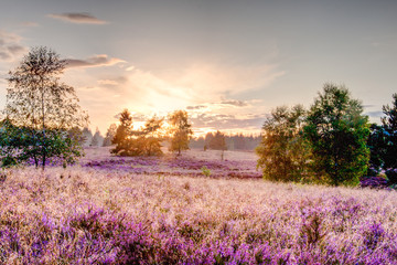Sonnenuntergang in der blühenden Lüneburger Heide, Niedersachesen, Deutschland