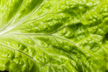 Closeup lettuce leaf ,fresh lettuce. Green background, top view