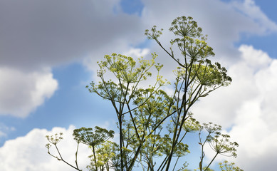 Anise stalk with yellow seed colors against the blue sky and white clouds.