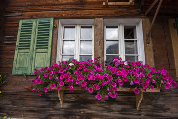 Colorful flowers in window boxes on an alpine cottage at Murren mountain village, Jungfraujoch mountain range area, Switzerland Alps, Bernese Oberland,Switzerland