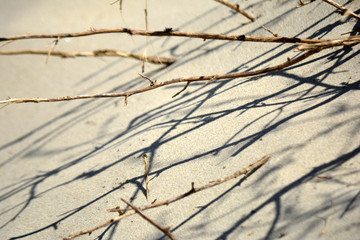 Plants in sand on the beach. Sand dunes