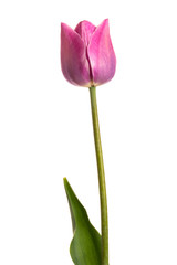 Single lilac tulip flower isolated on white background