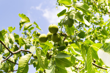 Branch with green walnuts in the garden on a sunny day against the blue sky with copy space. Natural background