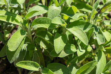 Salvia officinalis lavandulifolia, known as Spanish Sage, evergreen shrub famous for essential oils in leaves that are used for herbal teas, in traditional medicine, in cooking, and in soap production