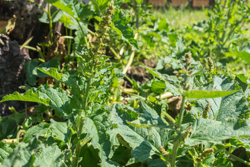 Chenopodium bonus-henricus, known as Good-King-Henry, growing in a cottage garden, edible plant used in culinary as spinach, seen on a vegetable patch in Trentino, Italy