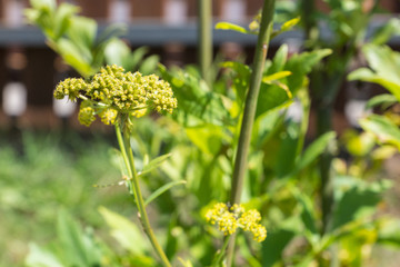 Levisticum officinale, known as lovage, growing in a cottage garden on a vegetable patch, used in traditional cuisine for soups, salads and fermented vegetables, healthy and delicious and easy-to-grow
