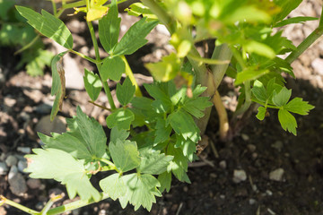 Levisticum officinale, known as lovage, growing in a cottage garden on a vegetable patch, used in traditional cuisine for soups, salads and fermented vegetables, healthy and delicious and easy-to-grow