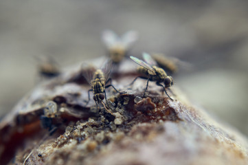 some flies on almonds