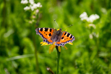 Fototapeta na wymiar Schmetterling