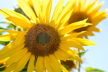 yellow sunflower against the blue sky,