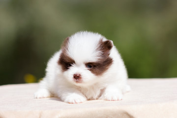Fototapeta na wymiar Pomeranian puppy outdoor