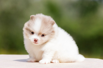 Pomeranian puppy outdoor