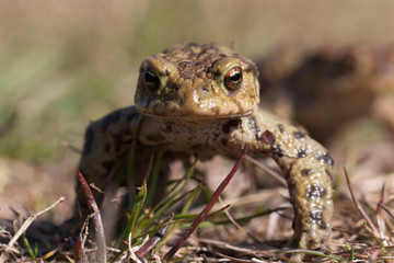Frosch