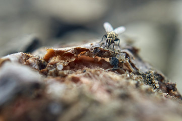 some flies on almonds