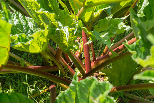 Rheum palmatum, known as rhubarb, with red stalks and big green leaves growing in the garden on a summer day