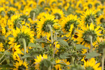 sunflower flowers watching the sun