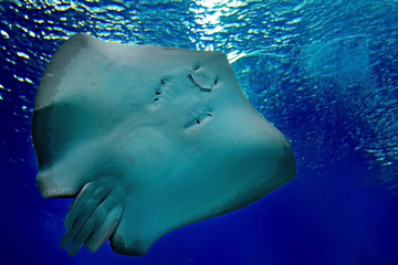 friendly stingray is smiling under water in the sea. Underwater observatory on the Red Sea, Eilat, Israel