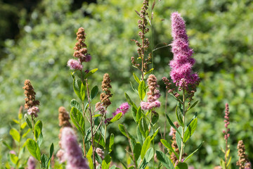 Spiraea salicifolia, known as Bridewort and Willowleaf meadowsweet, native to northern Japan, with brown wilded and fresh pink flowers, seen in the botanic garden Viote in Trentino, Italy, Europe
