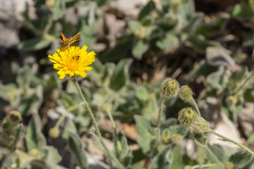 Hieracium lanatum, known as hairy hawkweed, plant with bright yellow flowers, native to Alps, seen at high altitudes in mountains in the rock garden on a summer day in Dolomites, Trentino, Italy