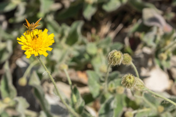 Hieracium lanatum, known as hairy hawkweed, plant with bright yellow flowers, native to Alps, seen at high altitudes in mountains in the rock garden on a summer day in Dolomites, Trentino, Italy