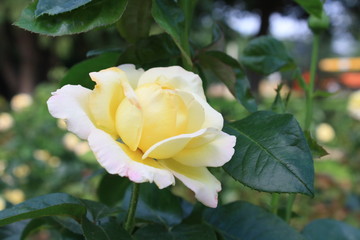 Rose,flower