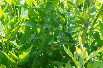Levisticum officinale, known as lovage, growing in a cottage garden on a vegetable patch, used in traditional cuisine for soups, salads and fermented vegetables, healthy and delicious and easy-to-grow