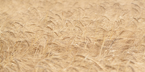 golden ears of rye in the field