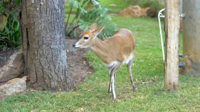 The African Duiker, Raises its Head and Begins Sniffing