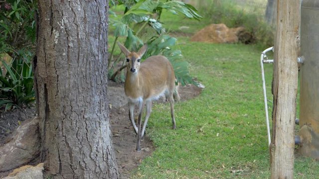 An Antelope-Like Animal, the African Duiker, Looks Towards the Camera and Starts Sniffing