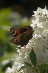 Fototapeta premium Inachis io; common peacock butterfly on white blossom