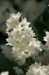 White Spring blossom in Swiss cottage garden