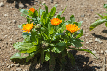 Obraz na płótnie Canvas Herbaceous perennial plant Calendula officinalis, known as pot marigold, ruddles, common marigold native to southern Europe, with edible yellow and orange flowers seen in garden on sunny summer day