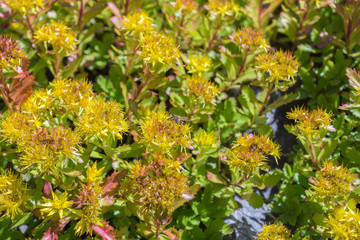 Perennial plant Sedum Kamtschaticum fisch, known as orange stonecrop, native to Japan, with yellow flowers seen in the garden on a sunny summer day, being pollinated by bees