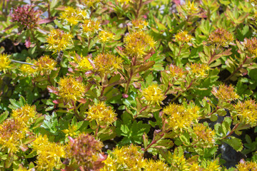 Perennial plant Sedum Kamtschaticum fisch, known as orange stonecrop, native to Japan, with yellow flowers seen in the garden on a sunny summer day, being pollinated by bees