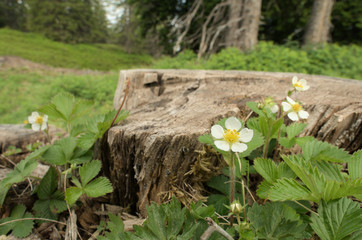 Wild Strawberry flowering on Flumserberg, Swiss Alps